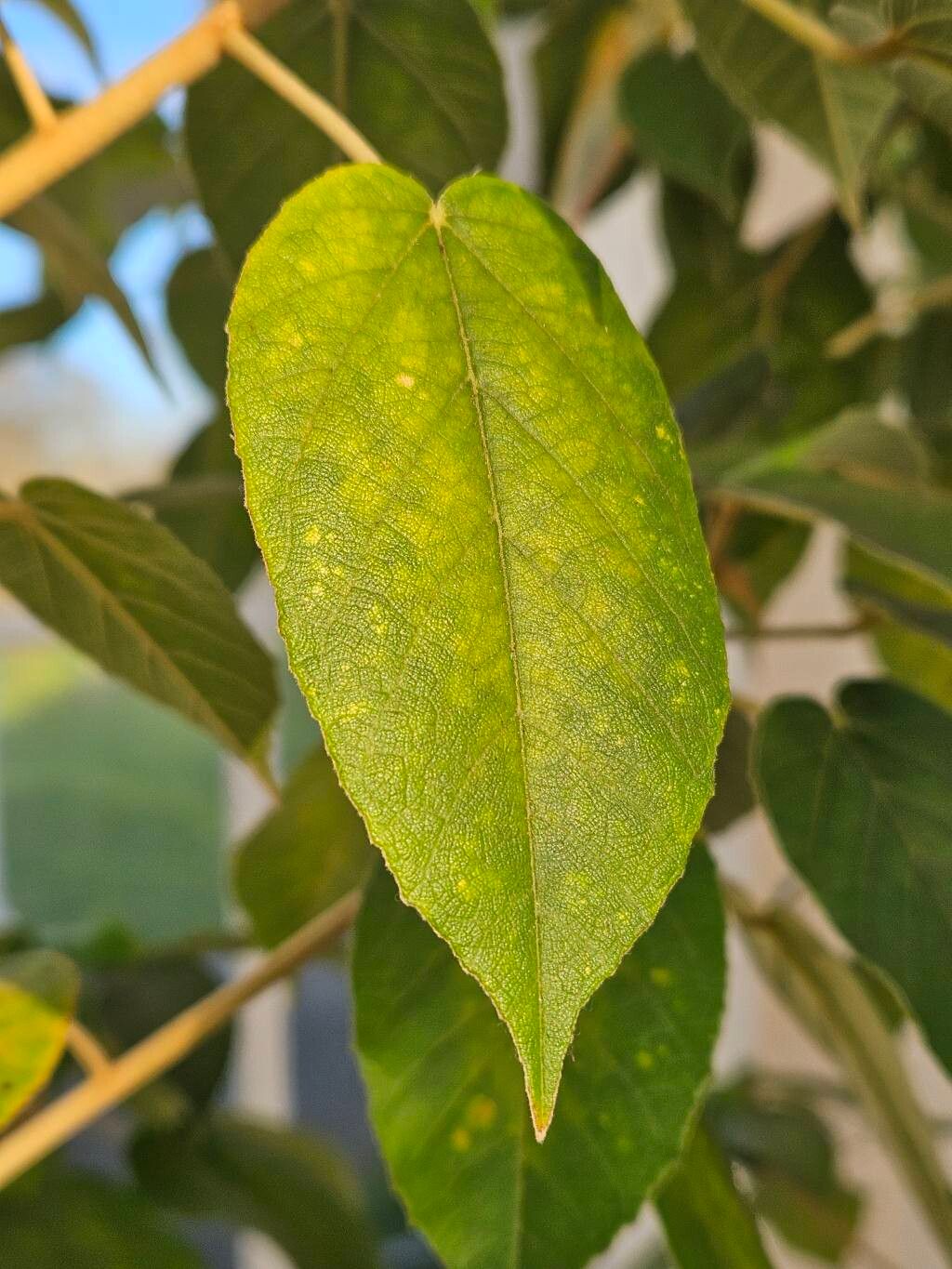 Melhania erythroxylon leaf