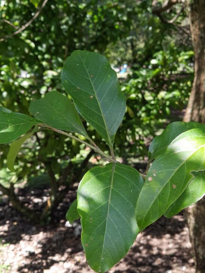 Citharexylum donnell-smithii leaf