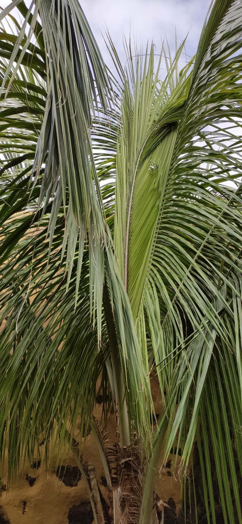 Beccariophoenix madagascariensis leaf