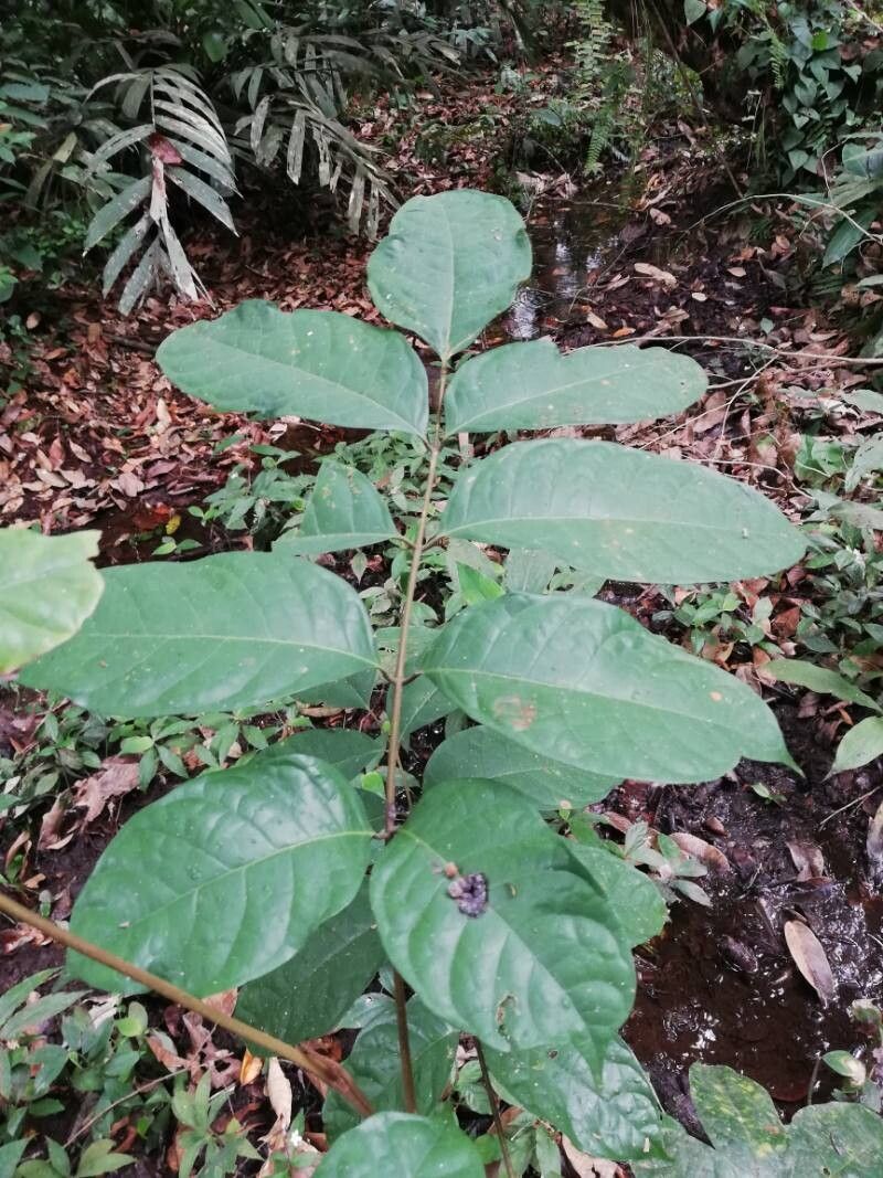 Pachylobus macrophyllus — houseplant care guide