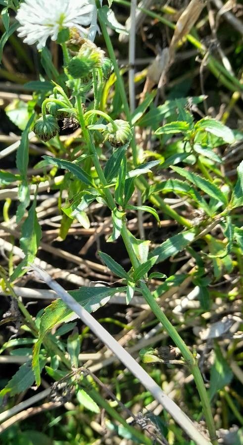 Gymnocoronis spilanthoides habit