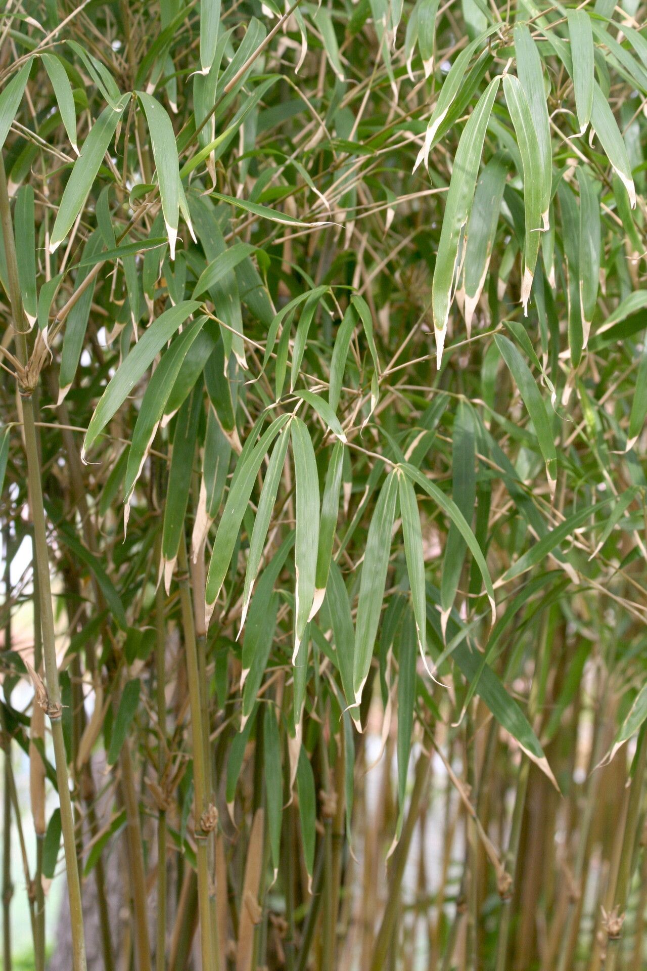 Pleioblastus simonii leaf
