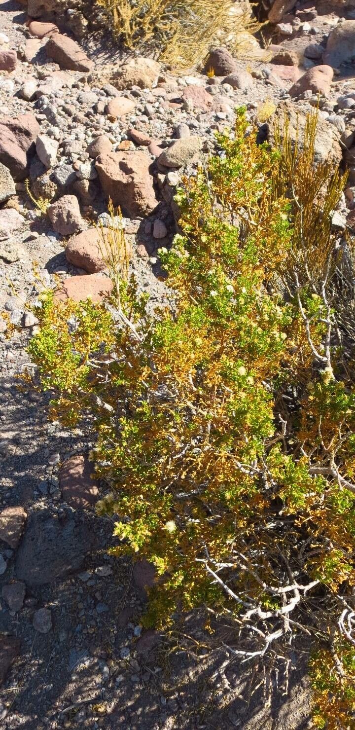 Oedera squarrosa habit