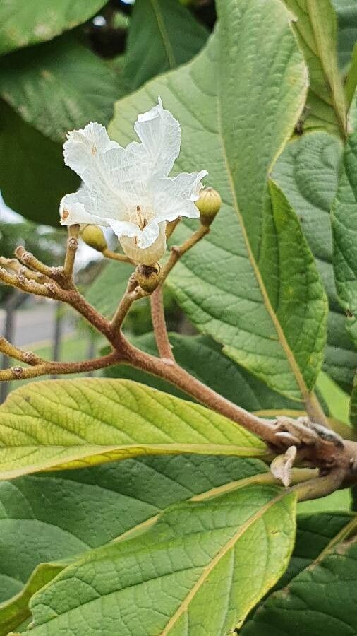 Cordia superba flower