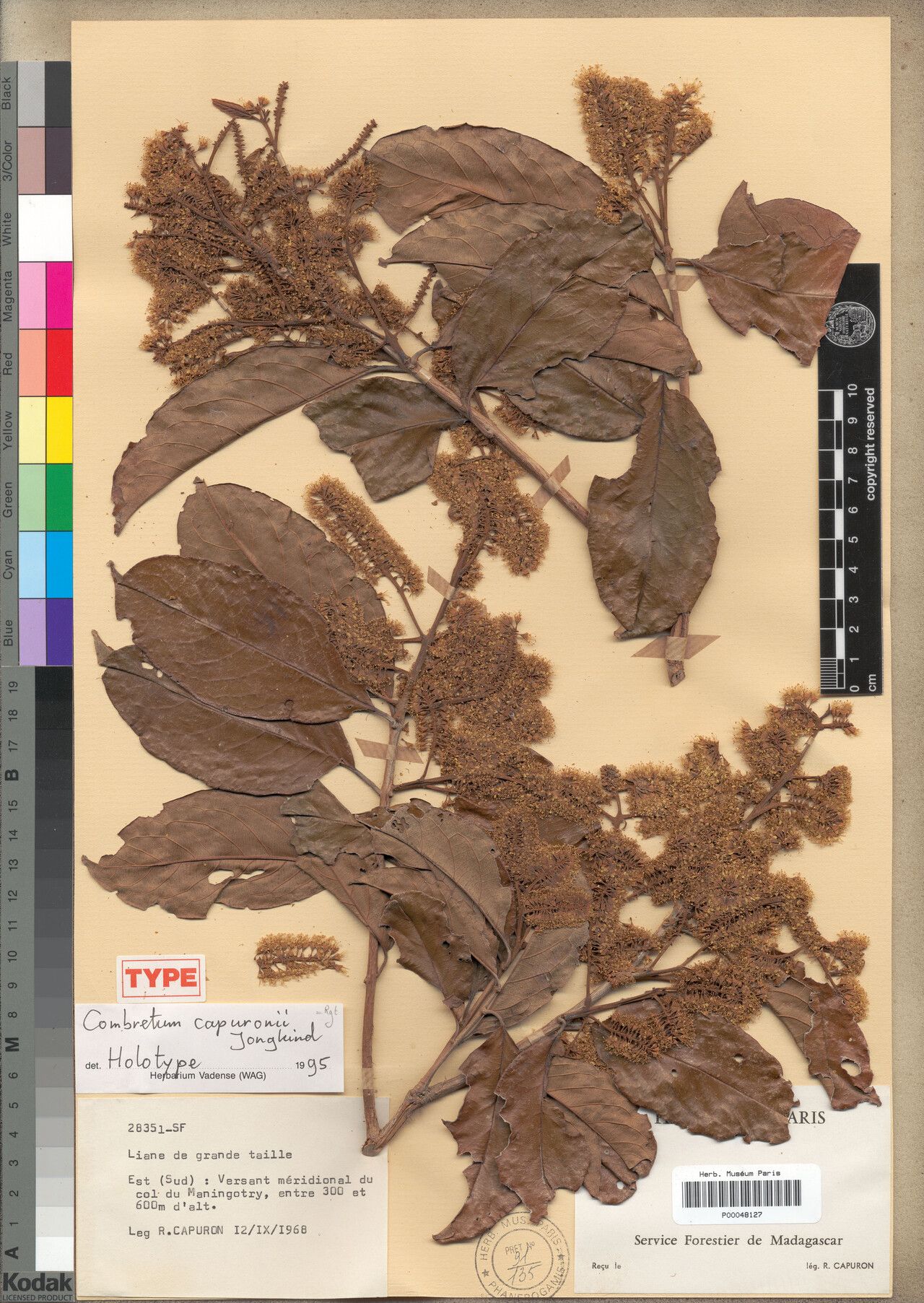 Combretum capuronii — houseplant care guide