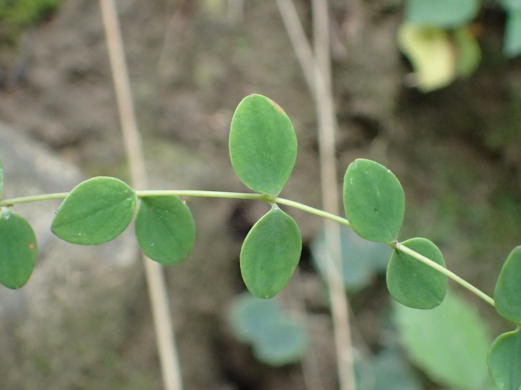 Hypericum nummularium leaf