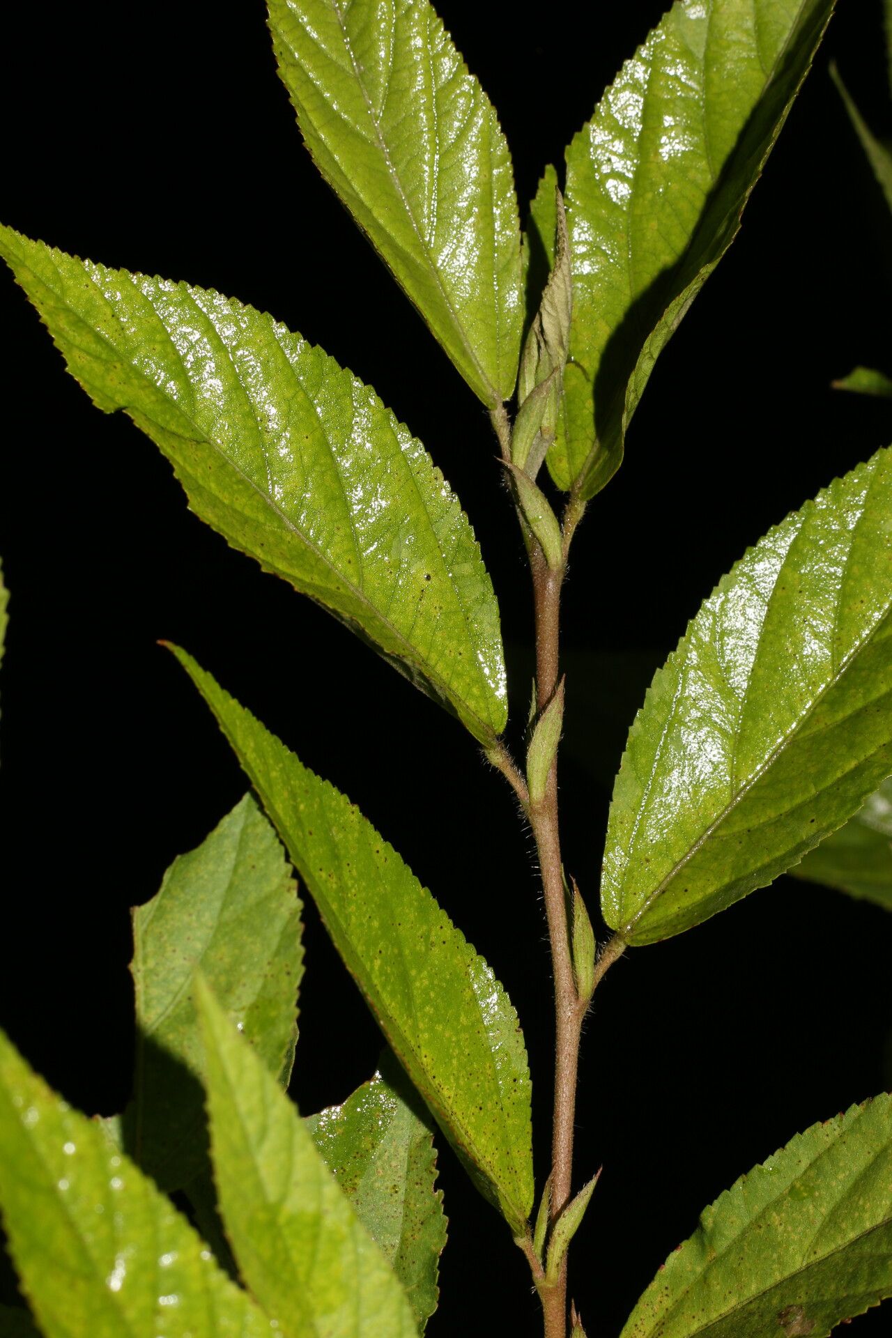 Sida cuspidata leaf
