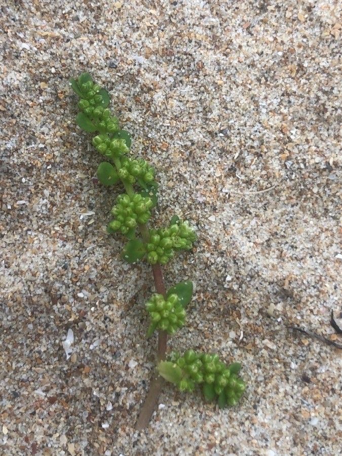 Herniaria ciliolata fruit