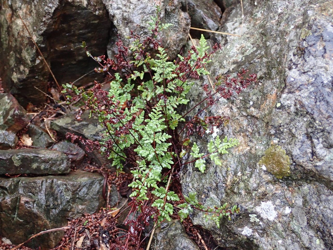 Allosorus tinaei habit