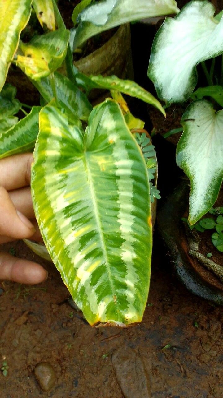 Schismatoglottis wallichii leaf