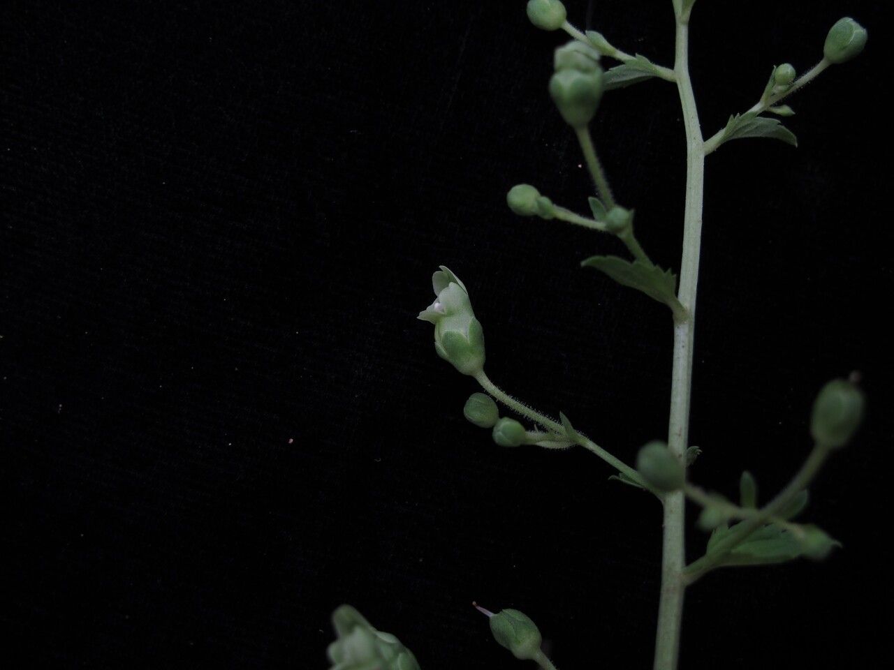 Scrophularia urticifolia habit