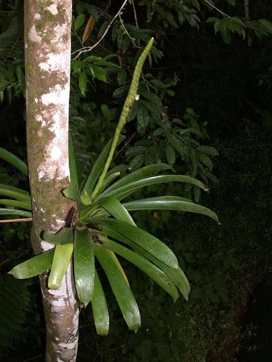 Werauhia gladioliflora — search result for 'Costa Rica'