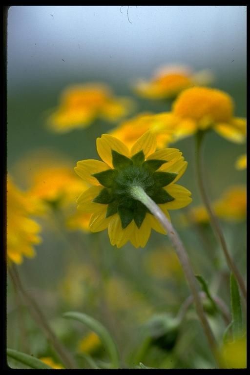 Lasthenia conjugens flower