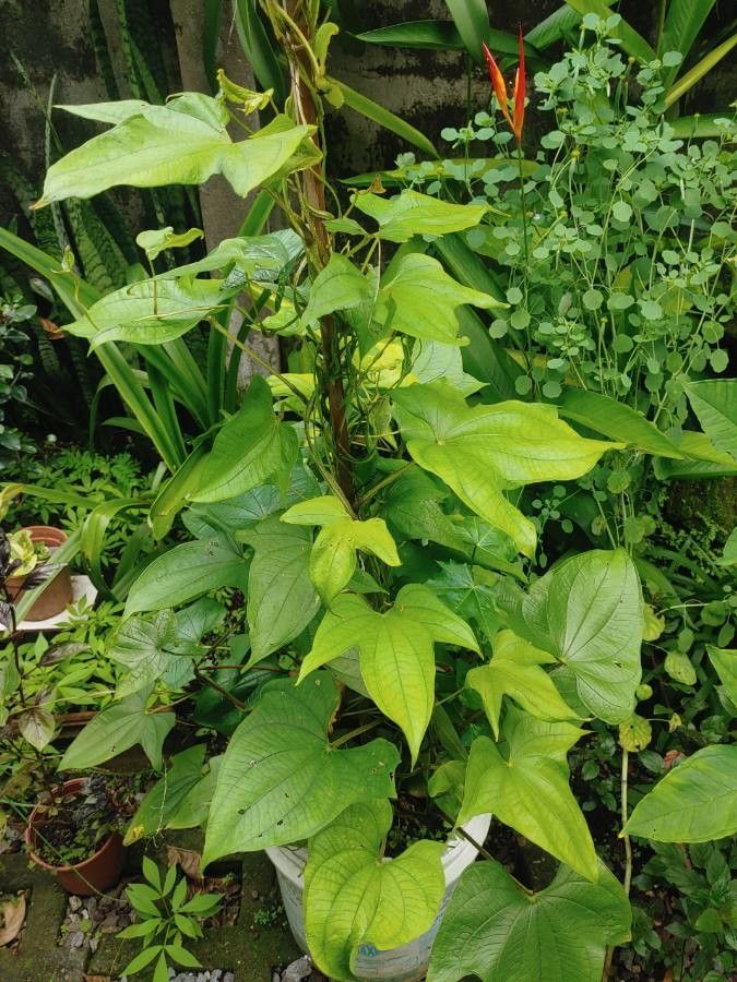Dioscorea trifoliata — search result for 'Dioscorea'