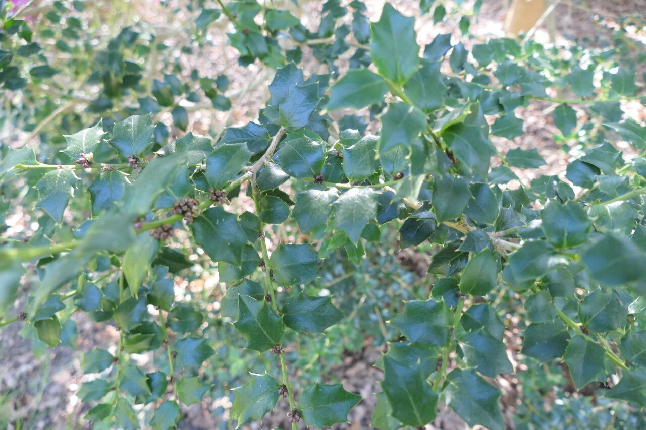 Ilex bioritsensis