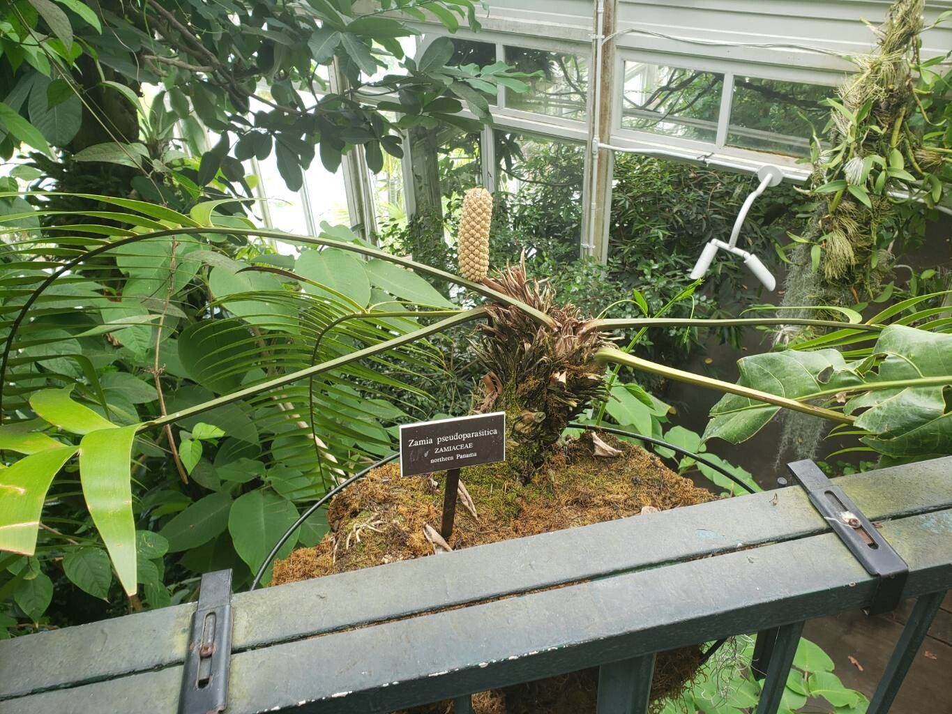 Zamia pseudoparasitica habit