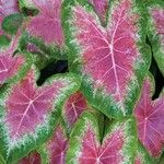 Caladium bicolor