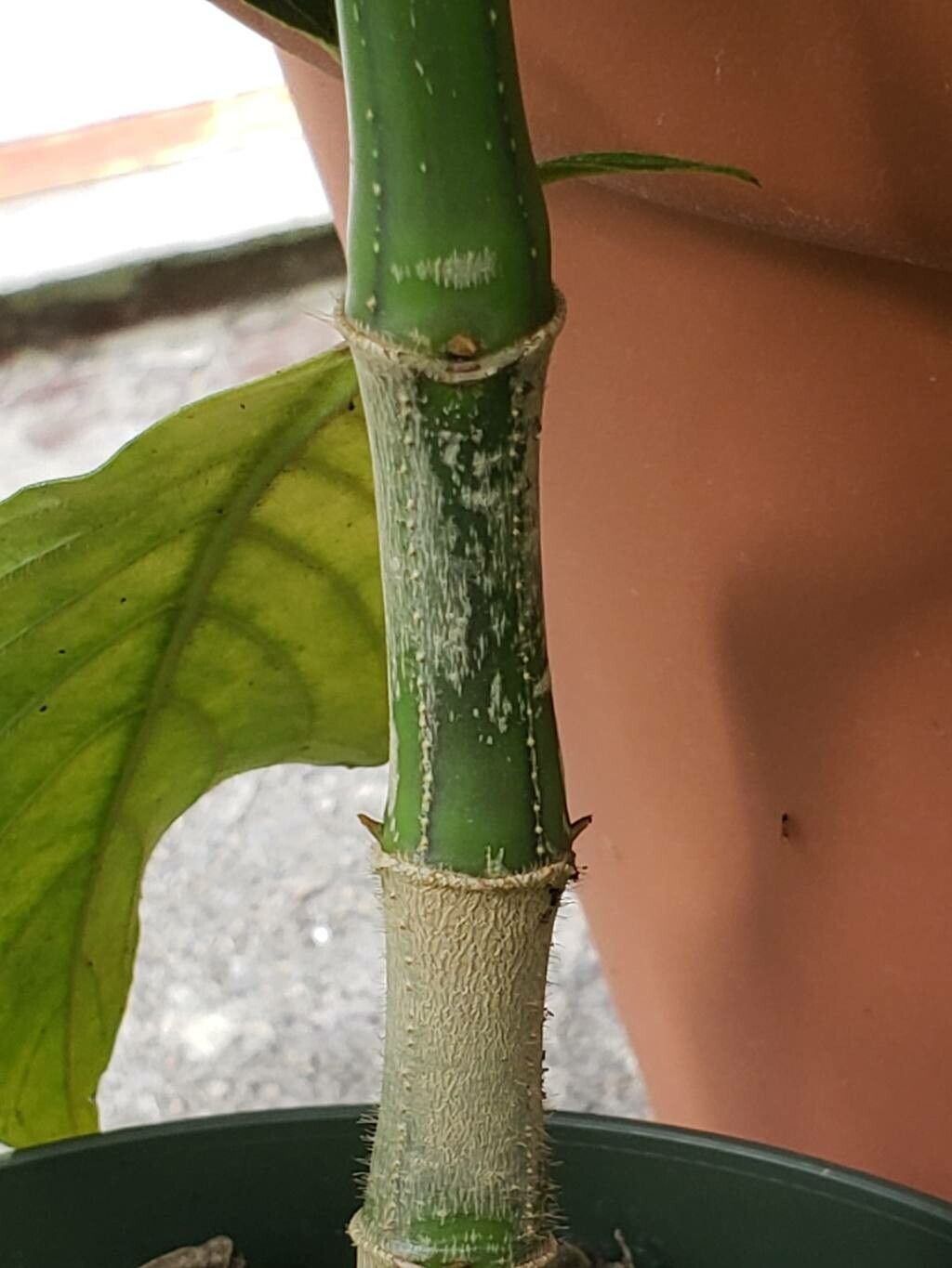 Suessenguthia multisetosa bark