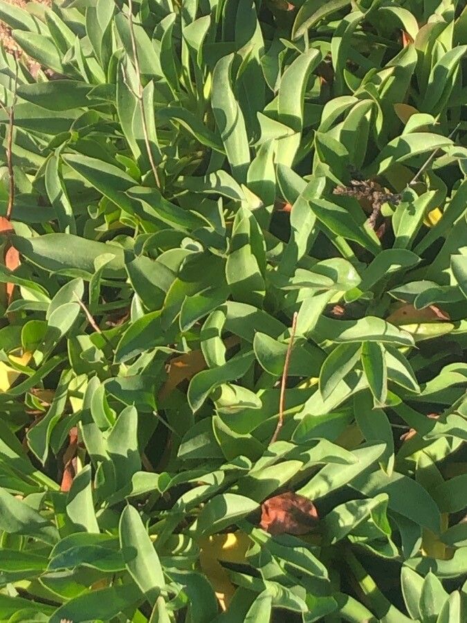 Limonium ovalifolium leaf