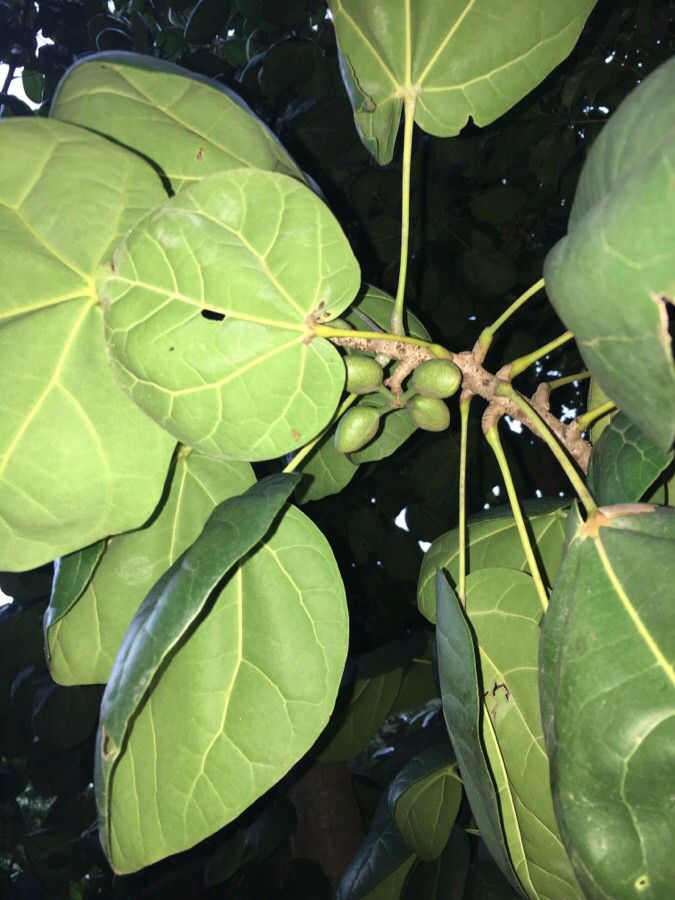Acropogon bullatus fruit