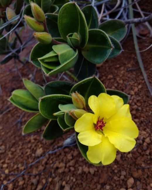 Hibbertia nana flower