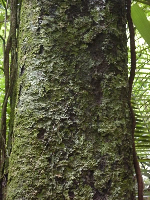 Diospyros vestita bark