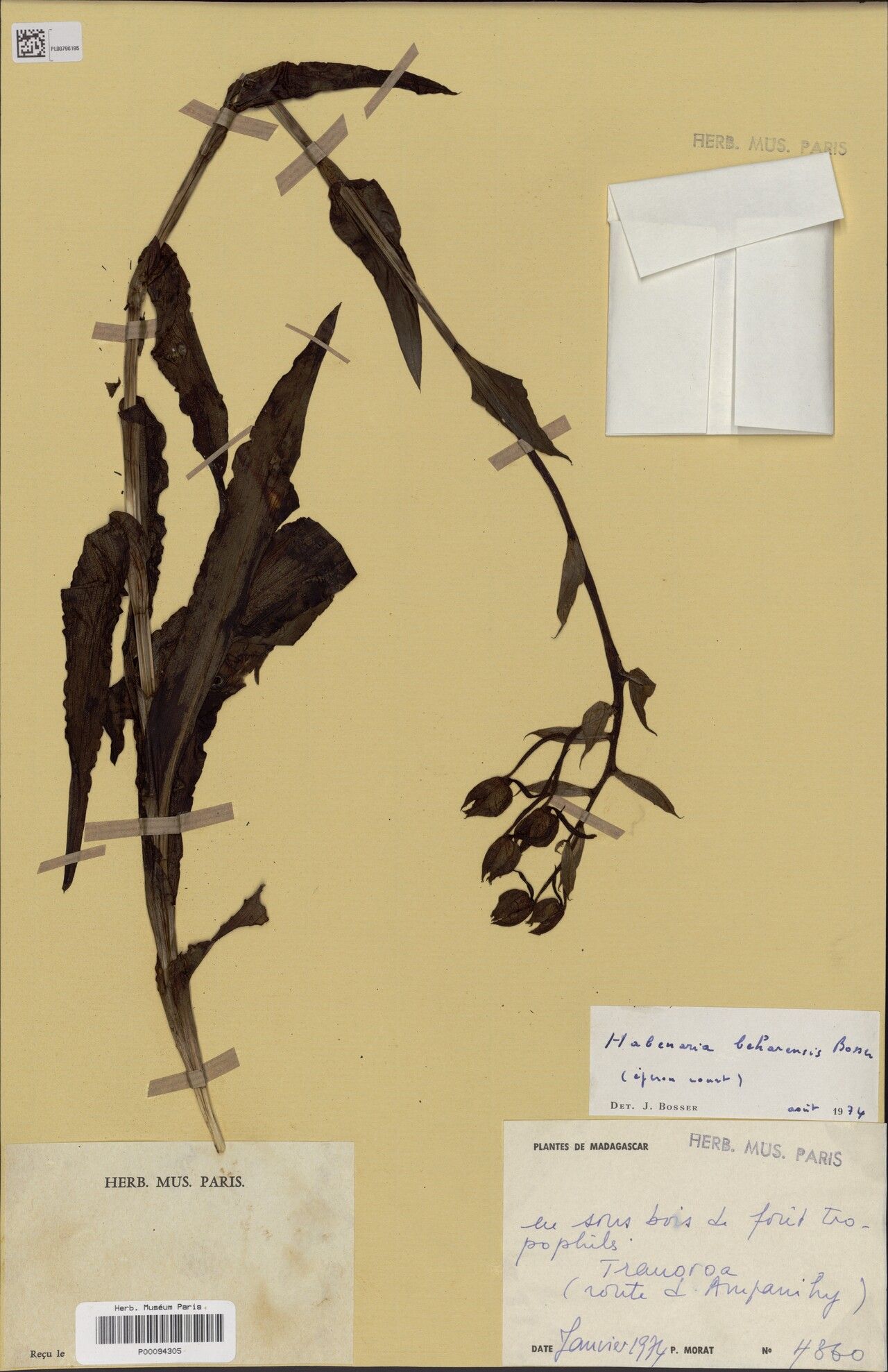 Habenaria beharensis — houseplant care guide