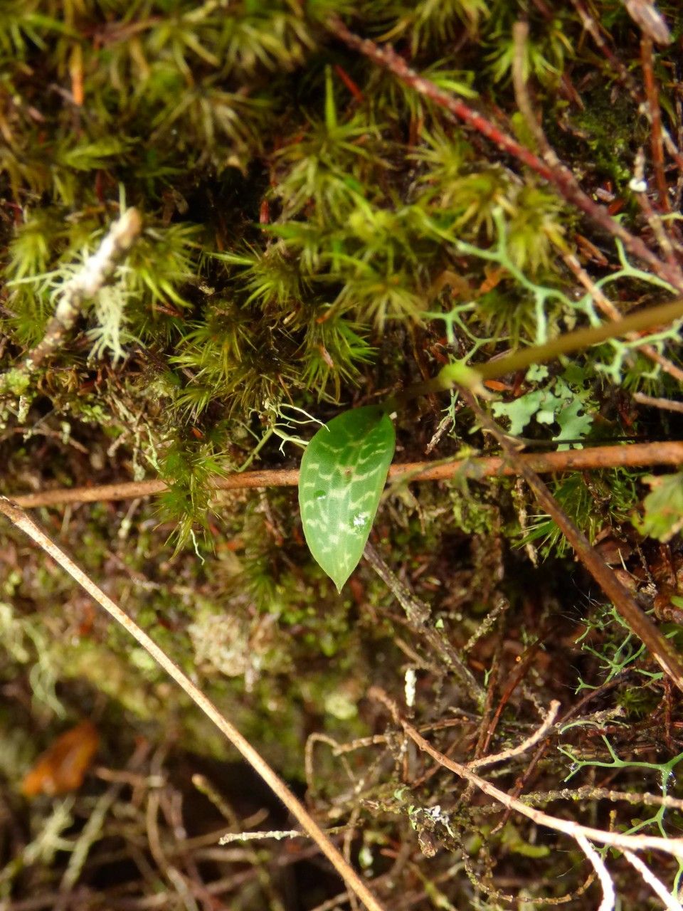 Cynorkis coccinelloides leaf