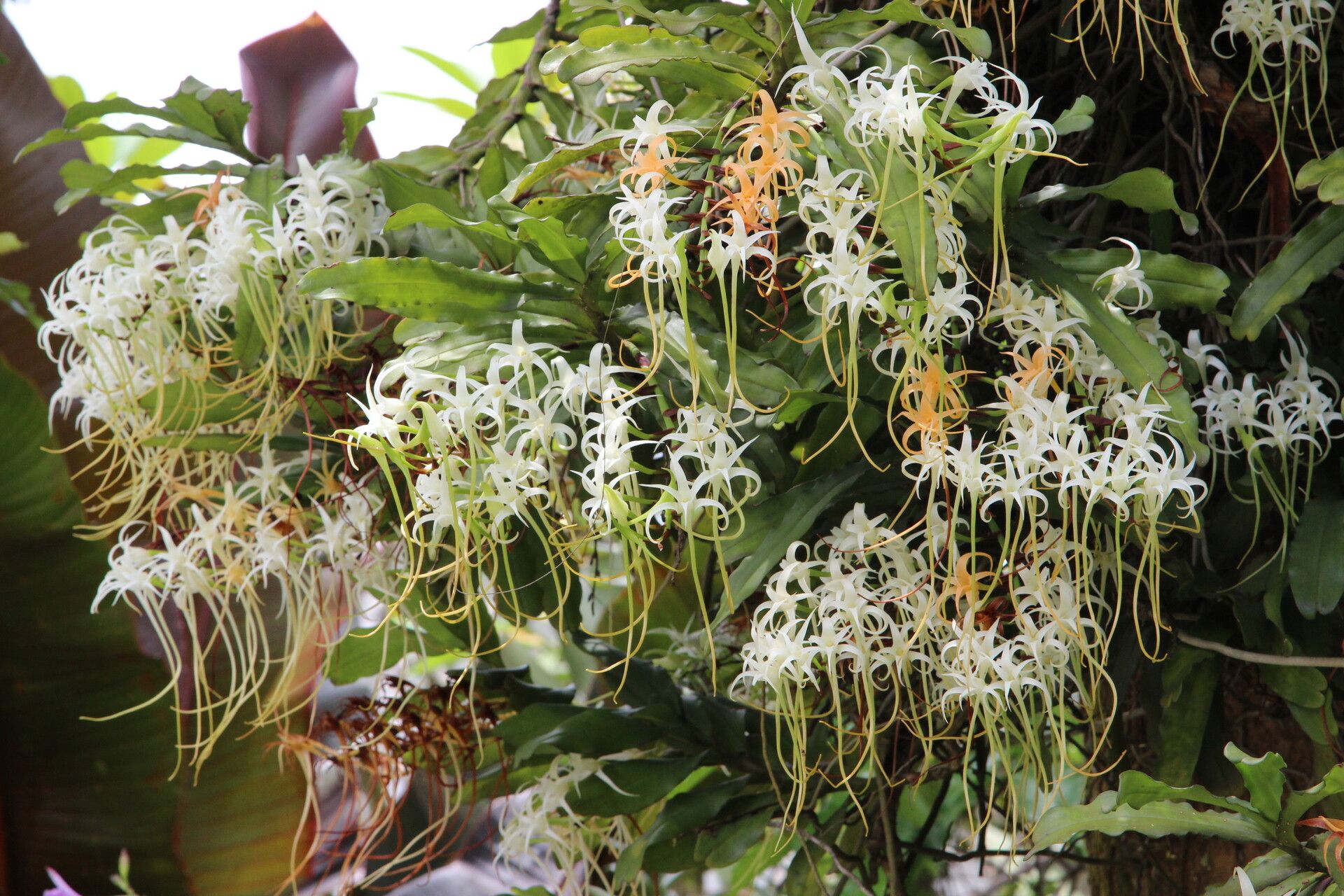 Cyrtorchis chailluana flower