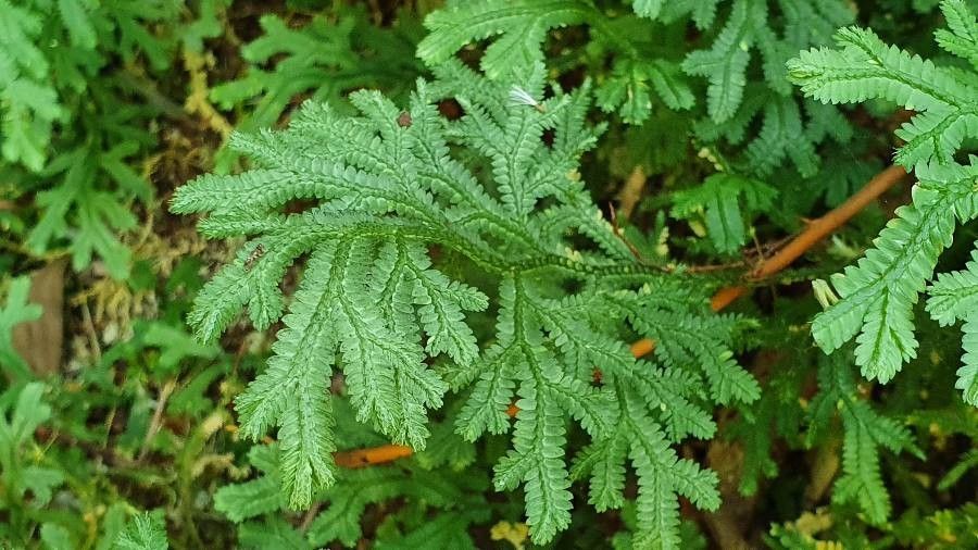 Selaginella pulcherrima — search result for 'Selaginella'