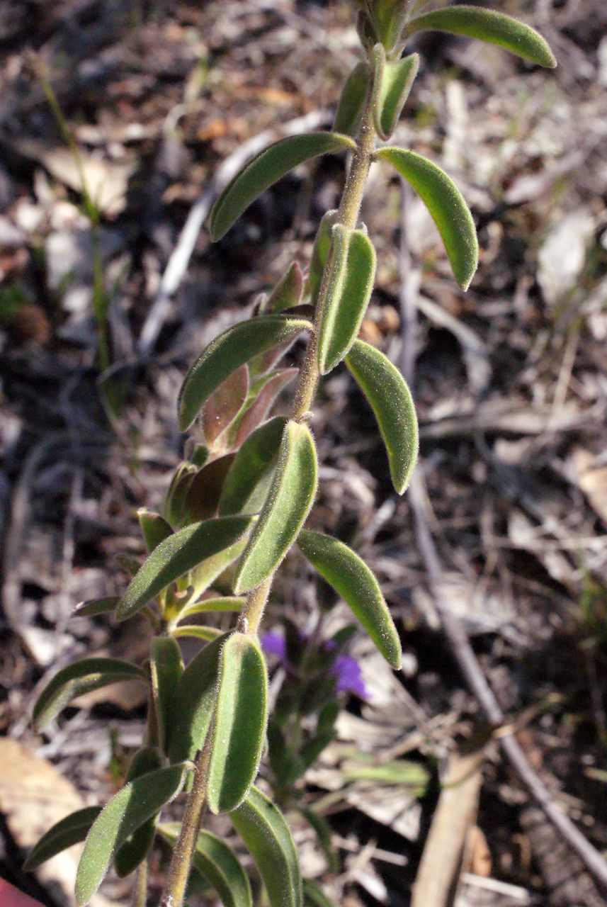 Hemigenia incana — related species from the same genus