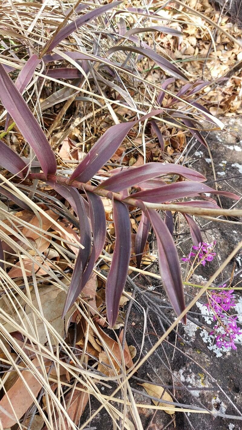 Epidendrum campestre — search result for 'Epidendrum'