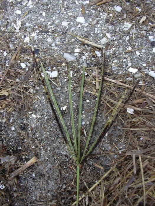 Eustachys petraea habit