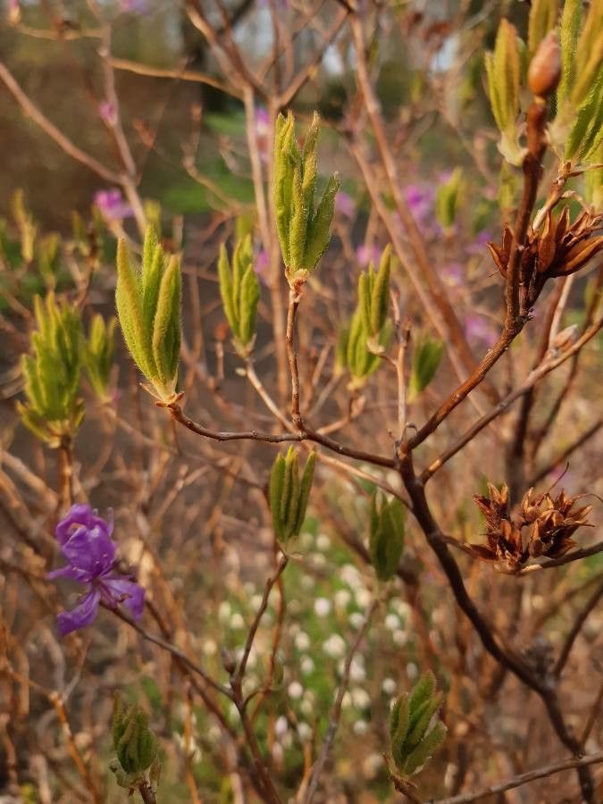 Rhododendron canadense — houseplant care guide