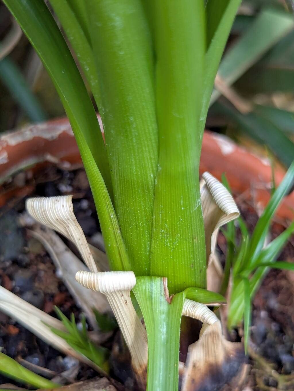 Pitcairnia longissimiflora bark