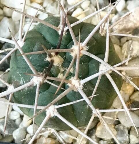 Gymnocalycium nigriareolatum — search result for 'Gymnocalycium'