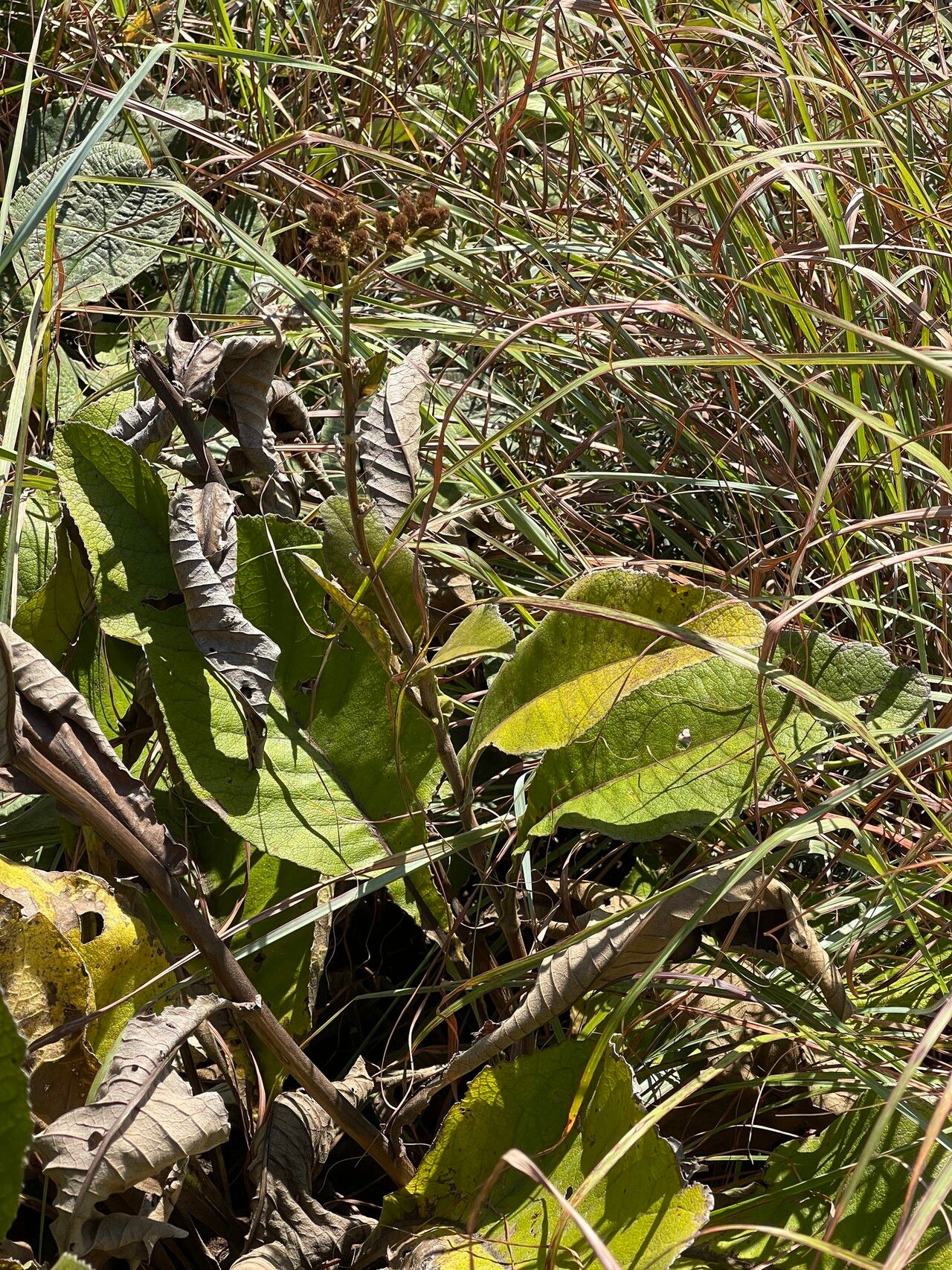 Inula glomerata habit