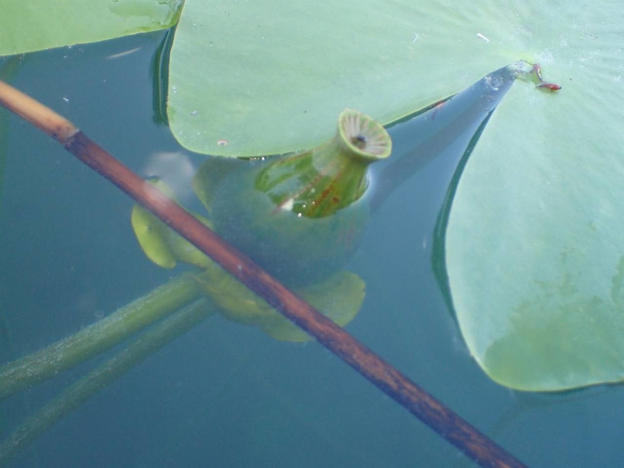 Nuphar lutea fruit