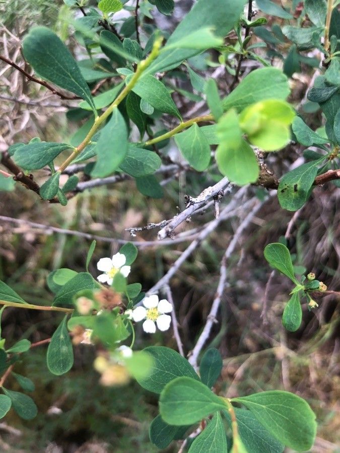 Spiraea hypericifolia flower