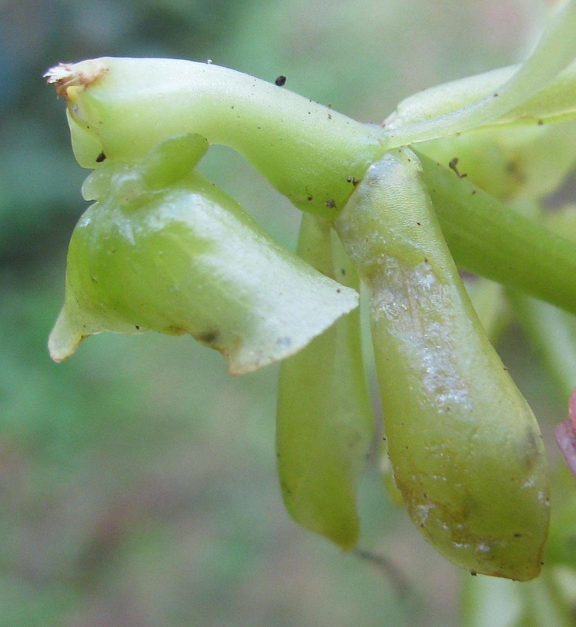 Epidendrum lagenocolumna fruit