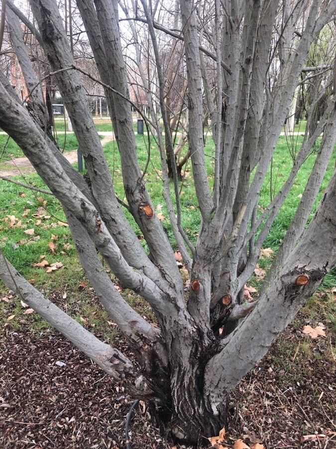 Salix salviifolia bark