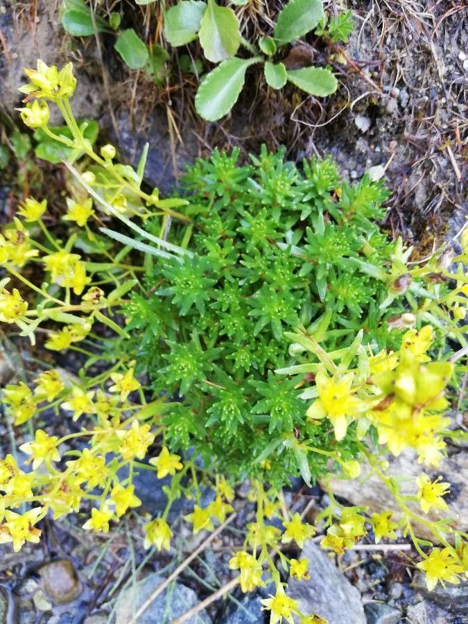 Saxifraga aizoides leaf