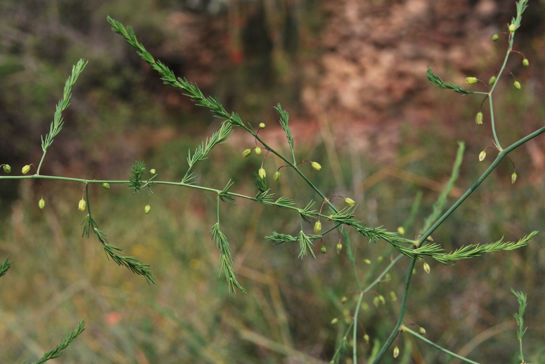 Asparagus palaestinus habit