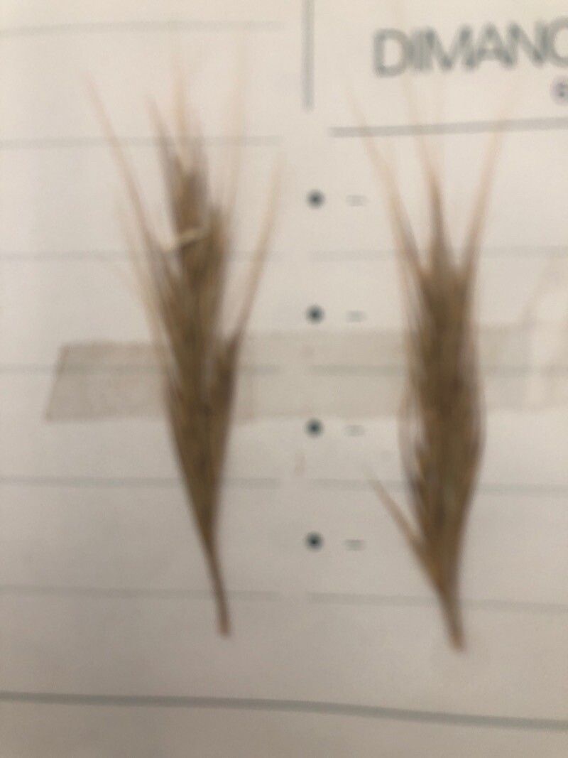 Festuca membranacea fruit