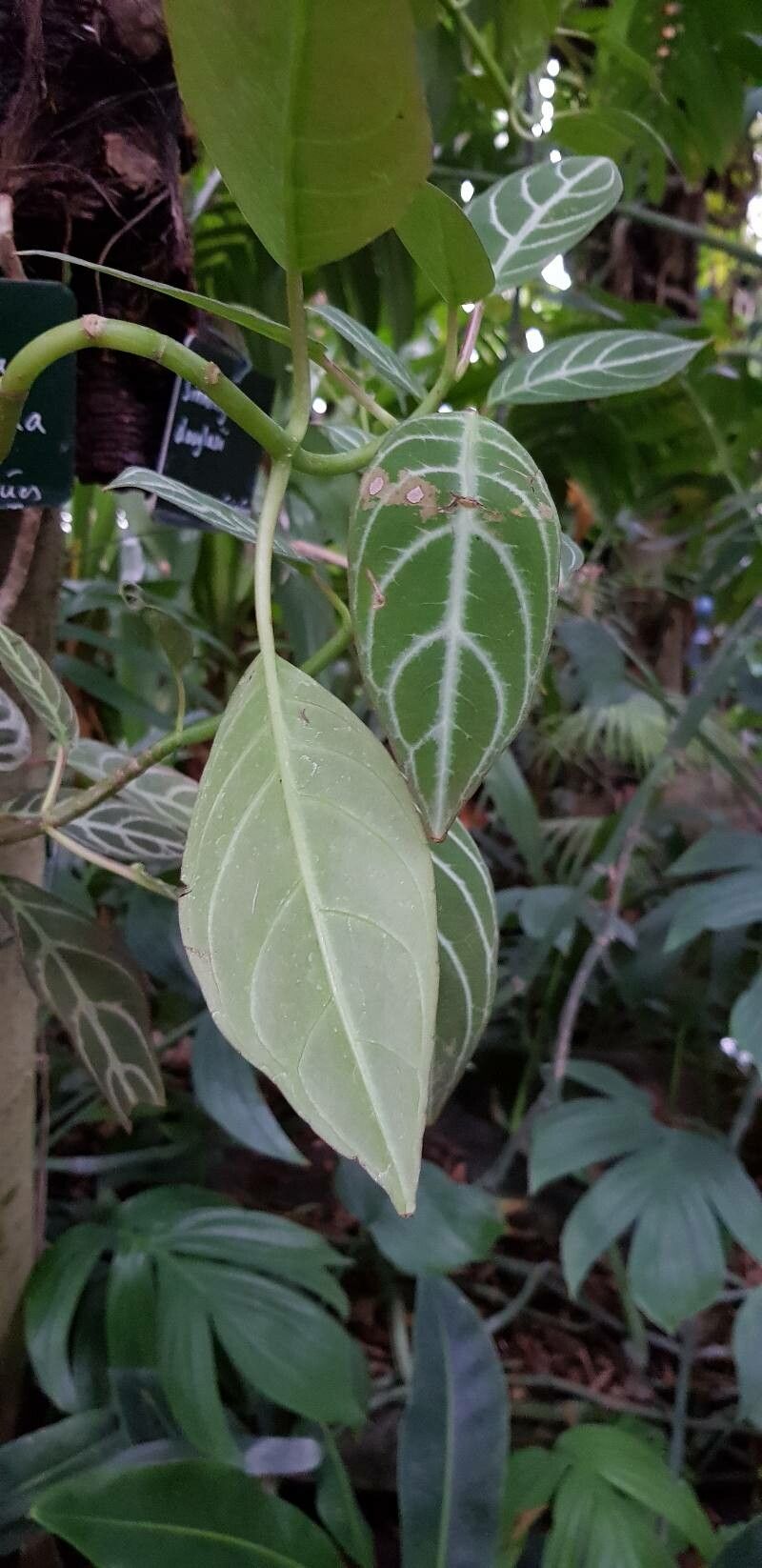 Drymonia chiribogana — related species from the same genus
