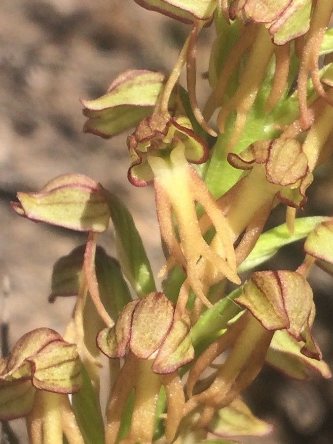 Orchis anthropophora flower
