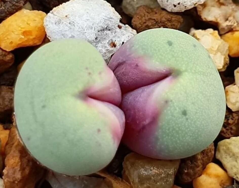 Conophytum velutinum bark