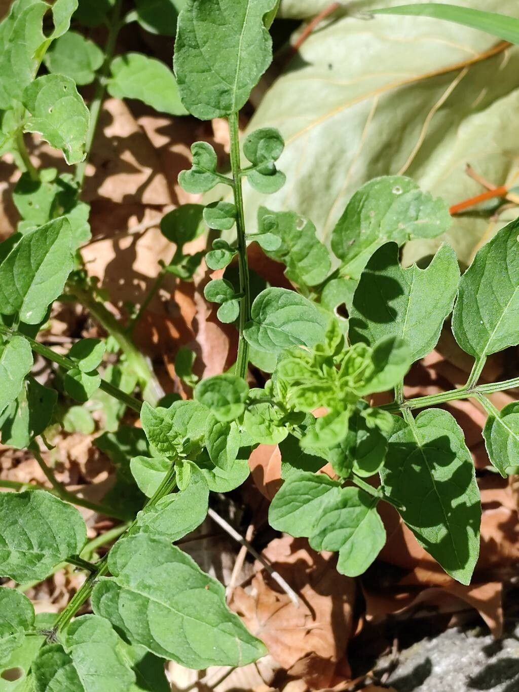 Solanum commersonii — houseplant care guide