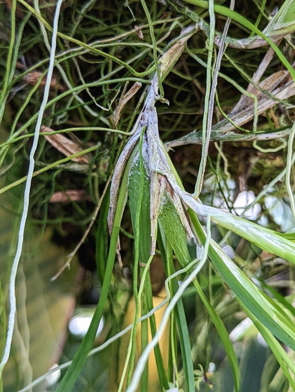 Gomesa radicans bark