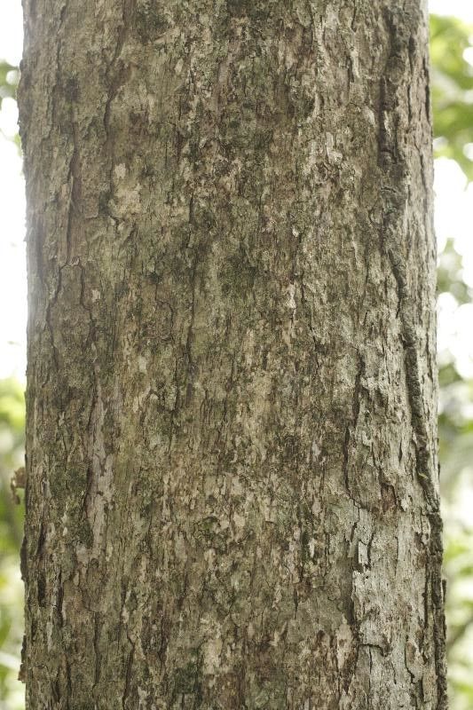 Pouteria ambelaniifolia bark